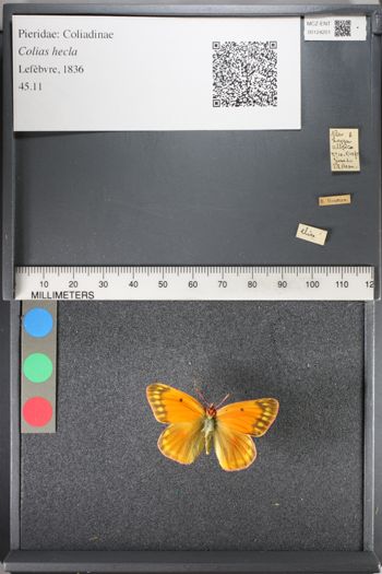 Media type: image;   Entomology 124201